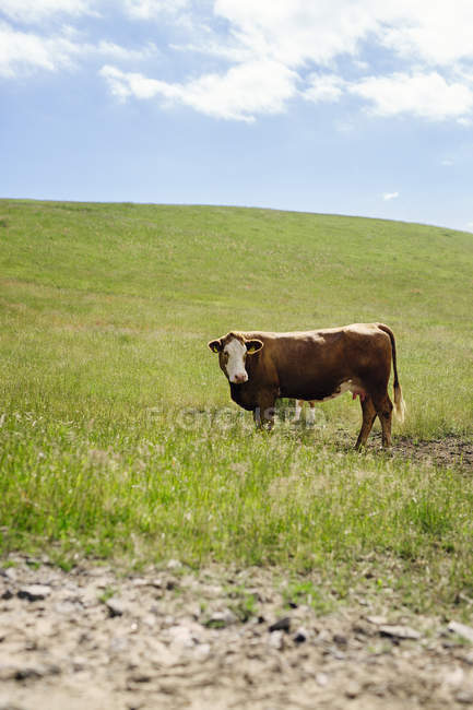 Vaca en campo herboso - foto de stock