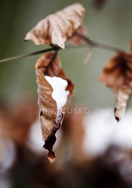 Snow on dry leaf — Stock Photo