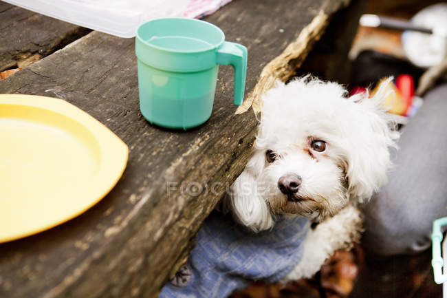 Бішон Фрізе, сидячи на пікніку таблиці — стокове фото