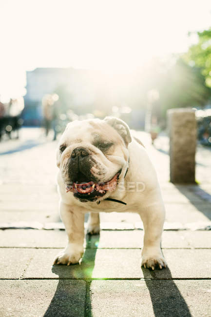 Retrato de bulldog inglés - foto de stock