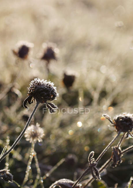 Trockene Blumen auf dem Feld — Stockfoto