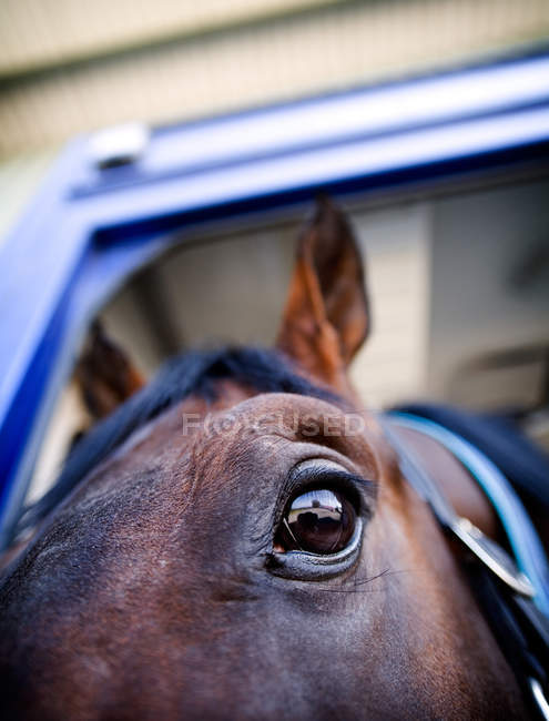 Portrait de cheval dans la remorque — Photo de stock