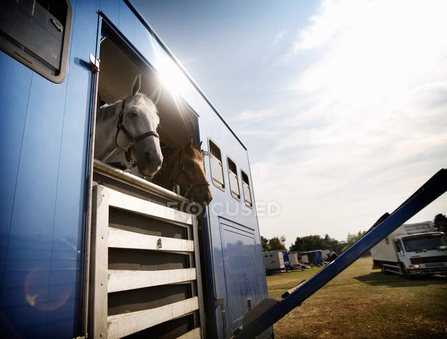 Horses in trailer on field — Stock Photo