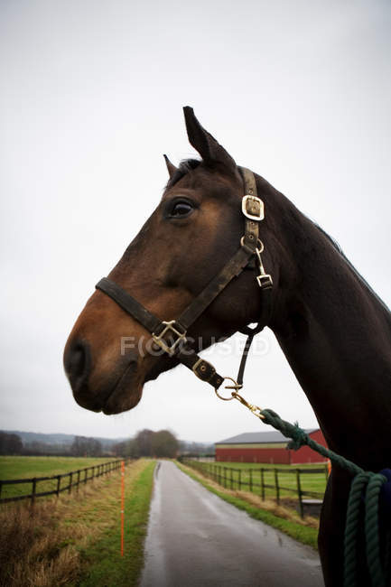 Horse on field against sky — Stock Photo