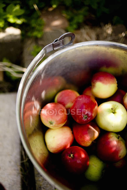 Manzanas en recipiente metálico - foto de stock