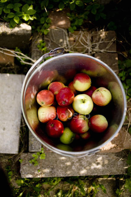 Manzanas en contenedor en el jardín - foto de stock