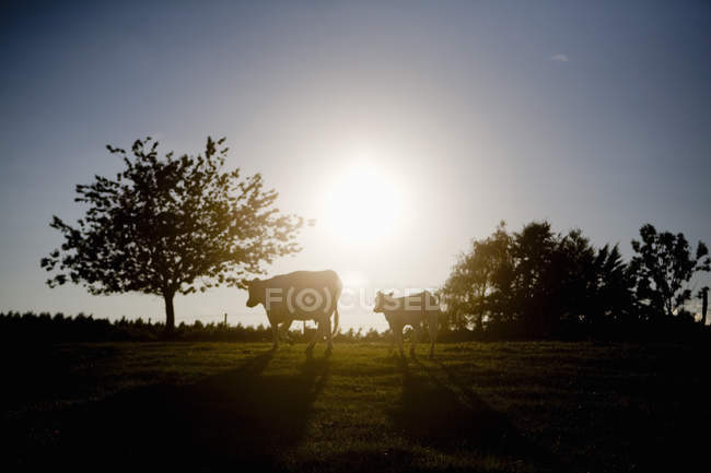 Vacas no campo contra o céu — Fotografia de Stock