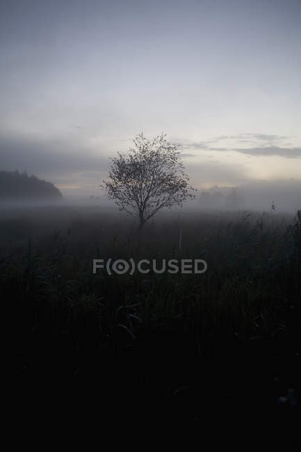Trees on field in foggy weather — Stock Photo