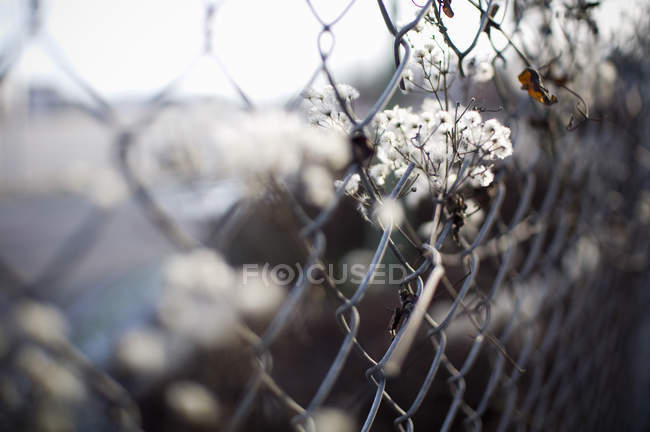 Flores atrapadas en cerca de eslabones de cadena - foto de stock