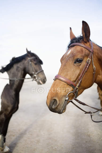 Cavalos no campo contra o céu limpo — Fotografia de Stock