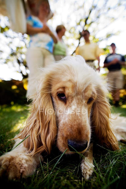 Hund ruht auf Feld — Stockfoto