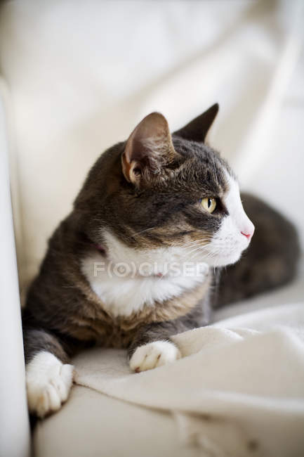 Katze sitzt auf Sofa — Stockfoto