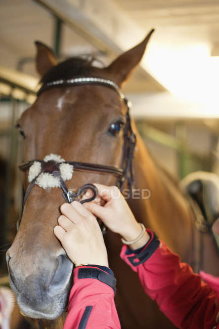 Hands fixing horses bridle — Stock Photo
