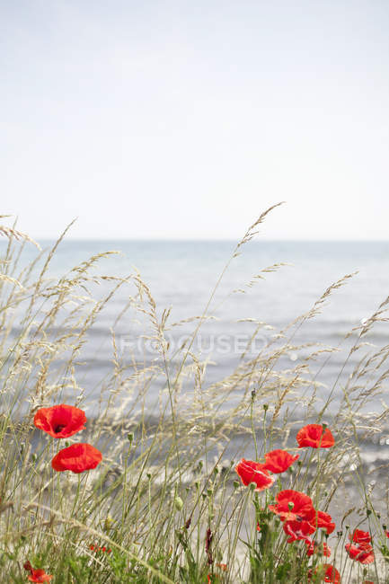 Poppies growing on field by sea — Stock Photo