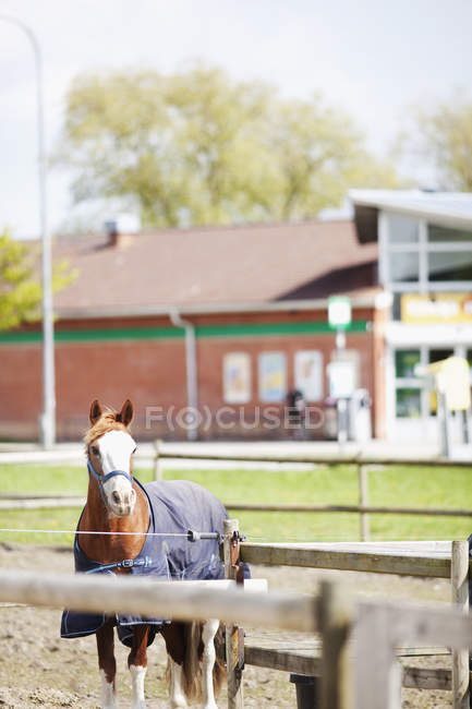 Лошадь стоит на поле — стоковое фото