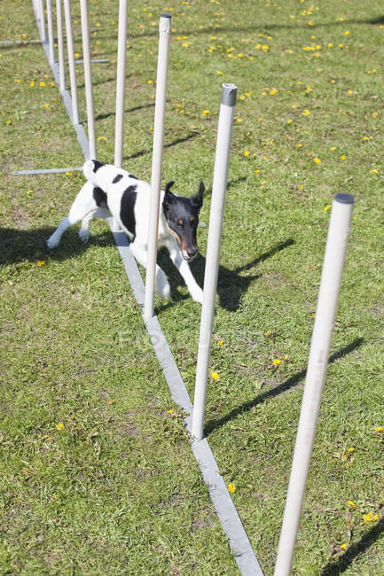 Собака бежит через столбы на поле — стоковое фото