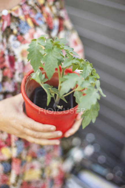 Femme tenant une plante en pot — Photo de stock