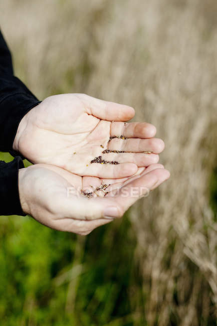 Mãos segurando semente de mostarda — Fotografia de Stock