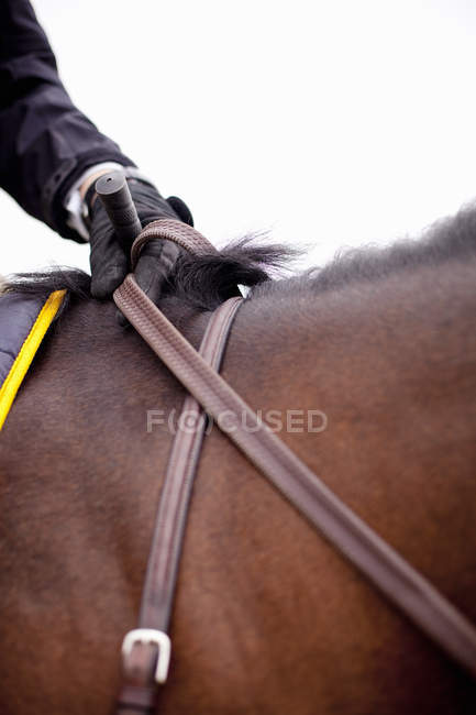 Hand of jockey on horse — Stock Photo