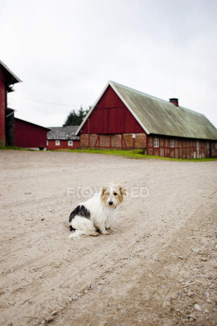 Perro peludo sentado en el campo - foto de stock