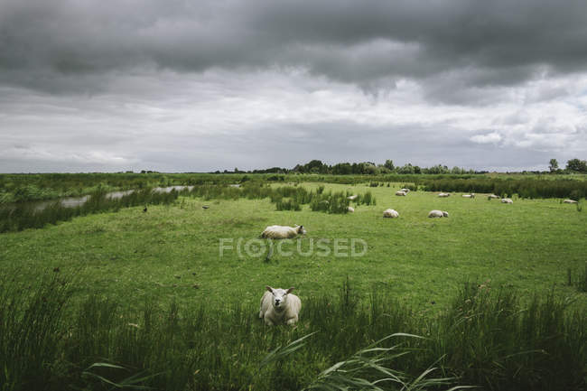 Flock of sheep resting in stormy field — Stock Photo