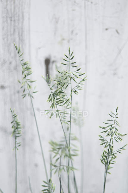 Grande herbe contre le mur blanc — Photo de stock