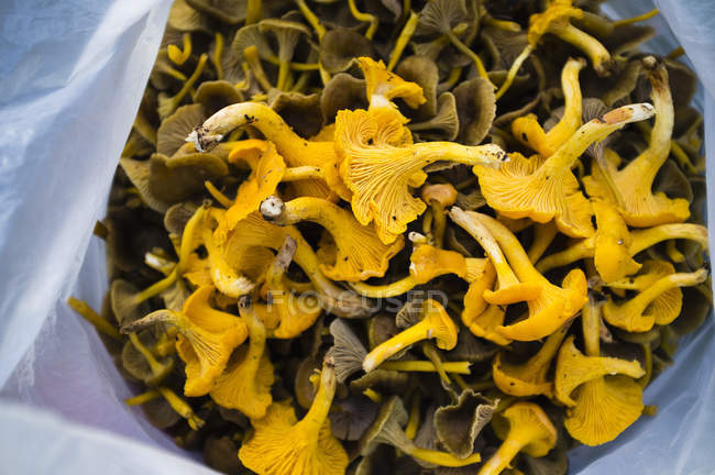 Fresh mushrooms, close-up — Stock Photo