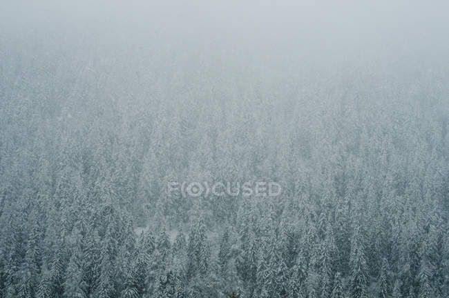 Forêt de conifères en hiver — Photo de stock