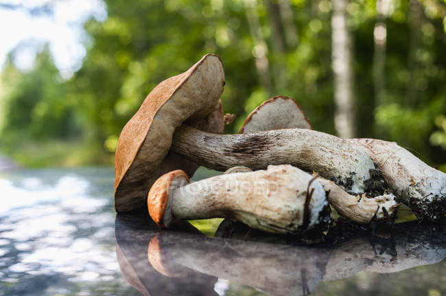 Vista de perto de cogumelos — Fotografia de Stock