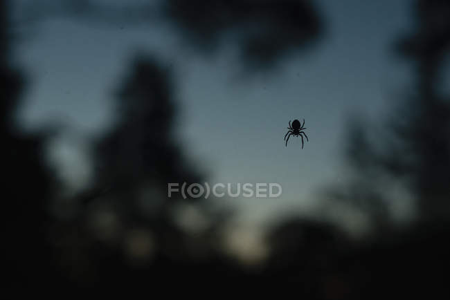 Силуэт паука, на размытом — стоковое фото
