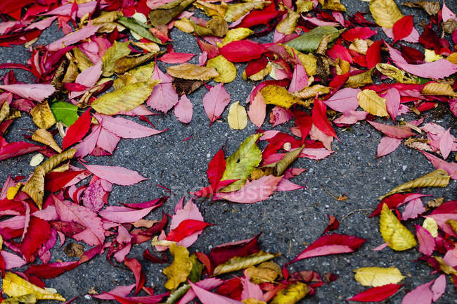 Blätter am Boden, Nahsicht — Stockfoto
