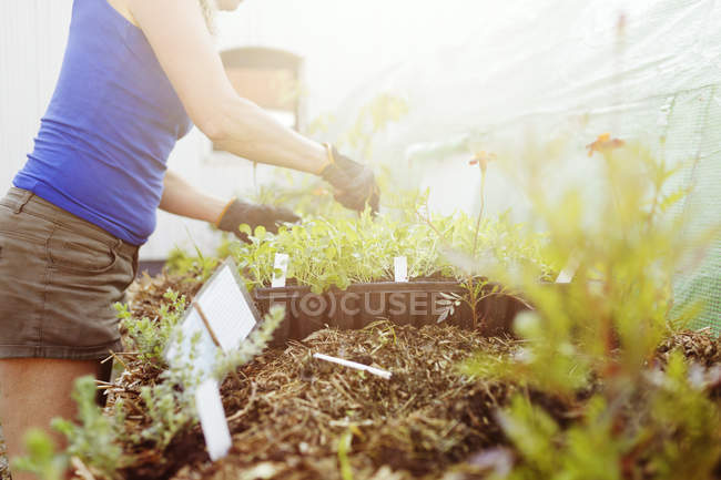 Woman gardening, side view — Stock Photo