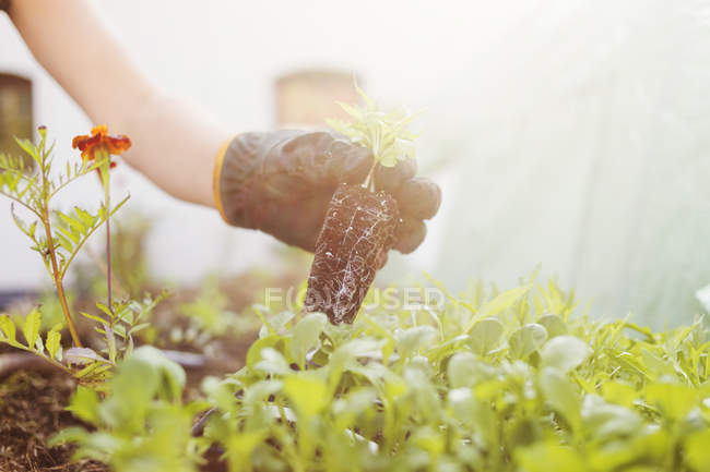 Woman holding seedling in hand — Stock Photo