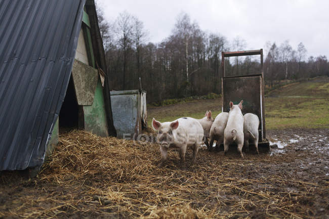 Cerdos en la granja durante el día - foto de stock