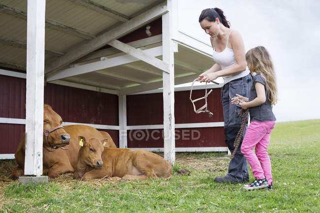 Мать с дочерью (4-5 лет) смотрит на корову с теленком — стоковое фото