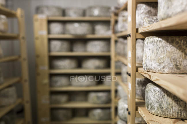 Cheese maturing on rack — Stock Photo