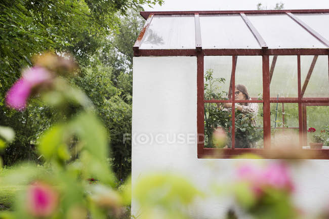 Woman checking plants in conservatory — Stock Photo