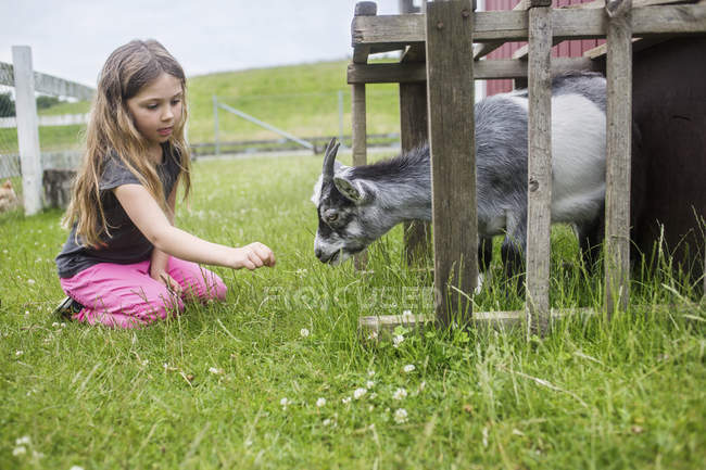 Fille (4-5) nourrir la chèvre avec de l'herbe — Photo de stock