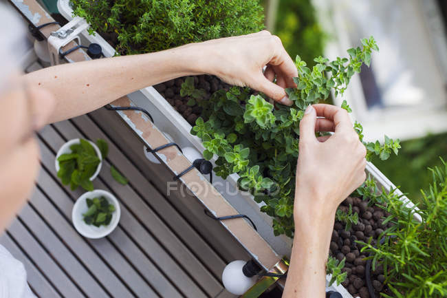 Mulher verificando ervas na varanda — Fotografia de Stock