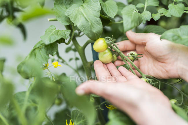 Primer plano de la mujer que revisa las plantas de tomate - foto de stock