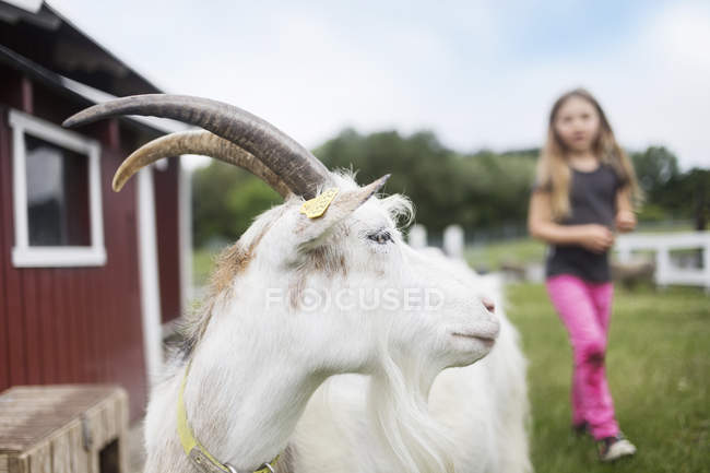 Cabra branca e menina (4-5) no fundo — Fotografia de Stock