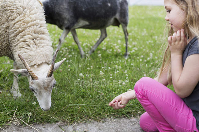 Mädchen (4-5) füttert Ziege mit Gras — Stockfoto