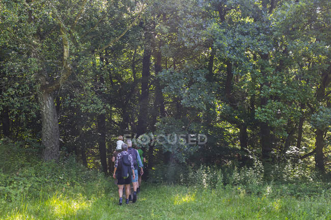 Promenade en famille en forêt pendant la journée — Photo de stock