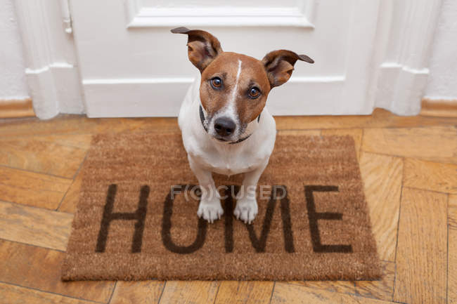 Dog welcome home — Stock Photo