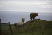 Pâturage bovin sur les falaises — Photo de stock