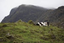 Пятнистая лошадь лежит на горном пастбище — стоковое фото