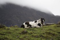 Лошадь лежит на горном пастбище — стоковое фото