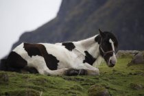 Spotted horse lying on mountain pasture — Stock Photo