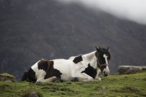 Cavallo sdraiato sul pascolo di montagna — Foto stock