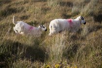 Moutons courant dans l'herbe — Photo de stock